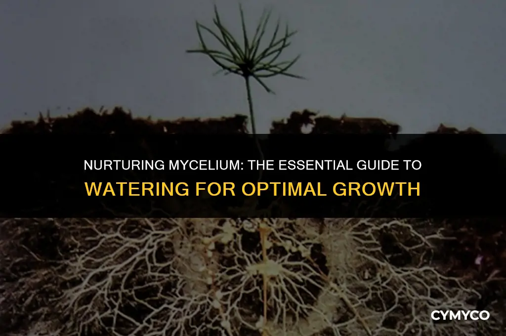 do you have to water mycelium