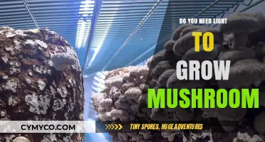 Mushroom Cultivation Unveiled: The Role of Light in Growth