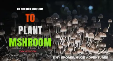 Mycelium Mysteries: Unveiling the Truth About Mushroom Planting