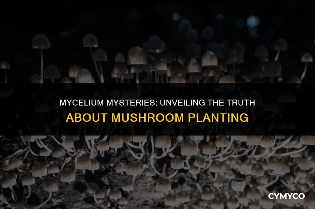 do you need mycelium to plant mshroom