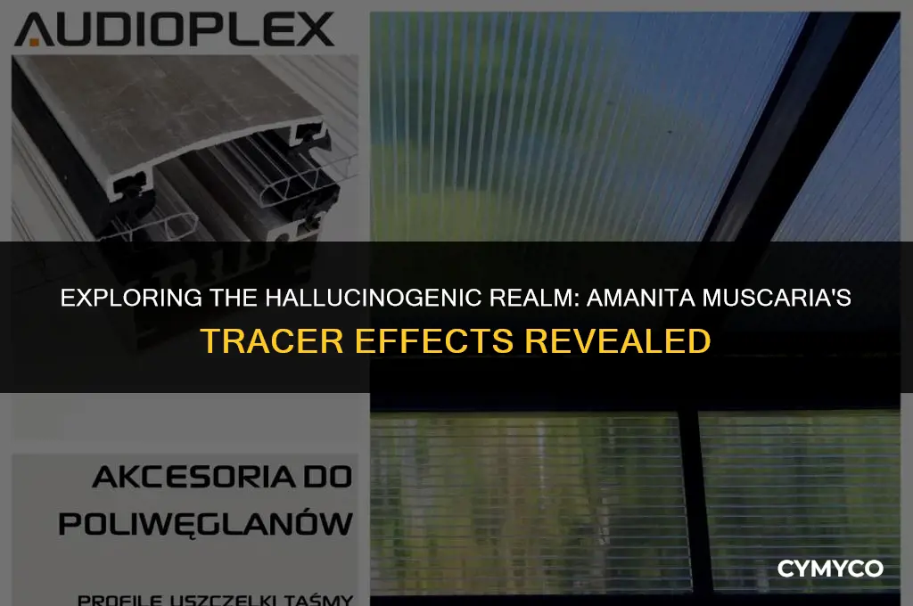 do you see tracers on amanita muscaria
