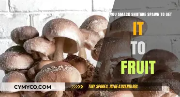 Shiitake Cultivation Secrets: Smack Spawn for Abundant Fruiting?