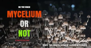 Exploring the Mycelium Debate: A Deep Dive into Fungal Networks