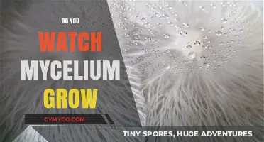 Exploring the Fascinating World of Mycelium Growth