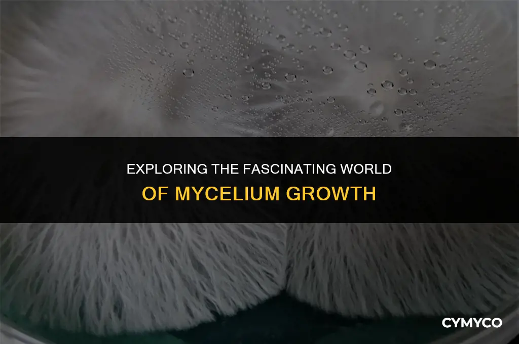 do you watch mycelium grow