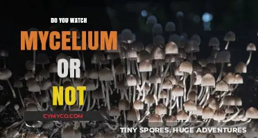 Exploring the Mycelium Debate: A Deep Dive into Fungal Networks