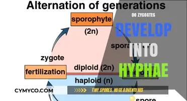 Exploring the Myth: Do Zygotes Really Develop into Hyphae?