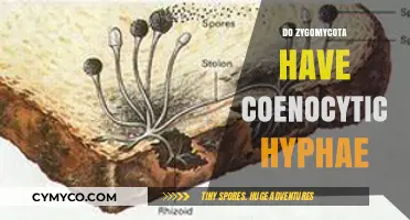 Exploring the Unique Hyphal Structure of Zygomycota Fungi