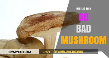 Exploring the Shelf Life of Magic Mushrooms: Does 2G Ever Go Bad?