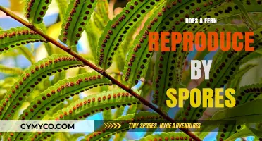 Unveiling the Mysteries of Fern Reproduction: Spores or Seeds?