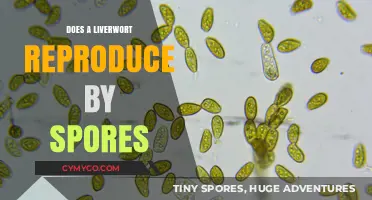 Exploring Liverwort Reproduction: The Fascinating World of Spore-Based Life Cycles