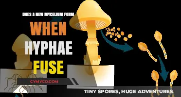 Exploring the Fusion of Hyphae: Does a New Mycelium Form?