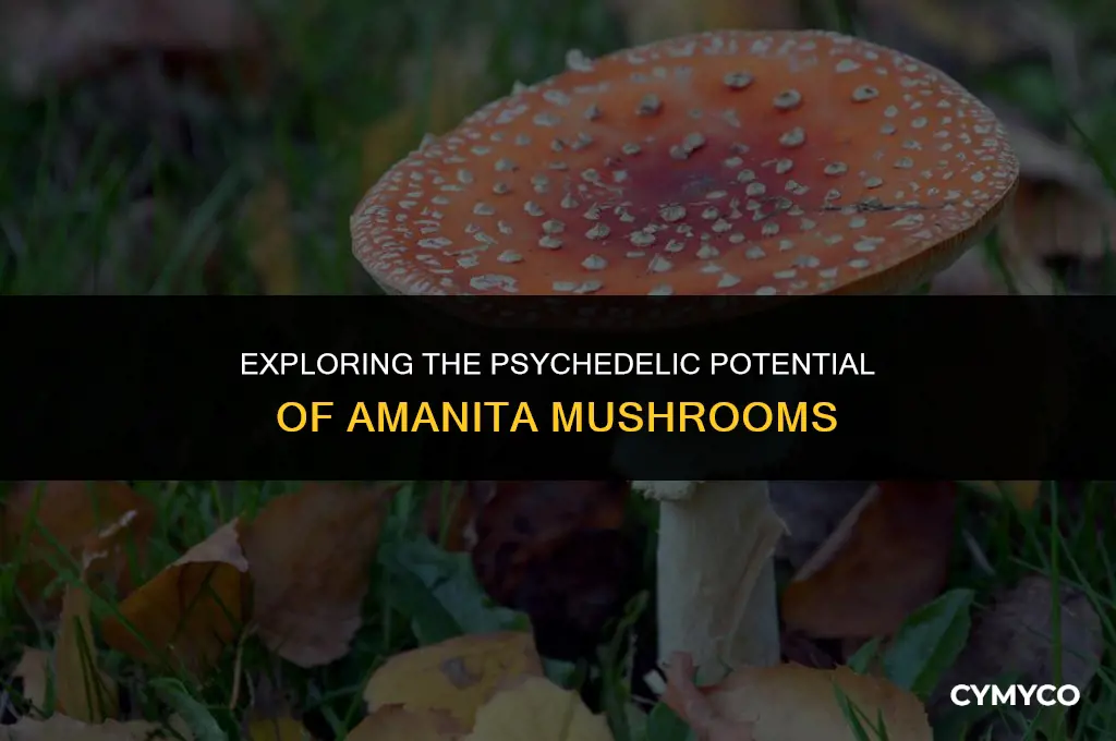 does amanita contain psylocybin