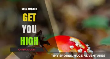 Exploring the Effects of Amanita: A Natural High or Just Hype?