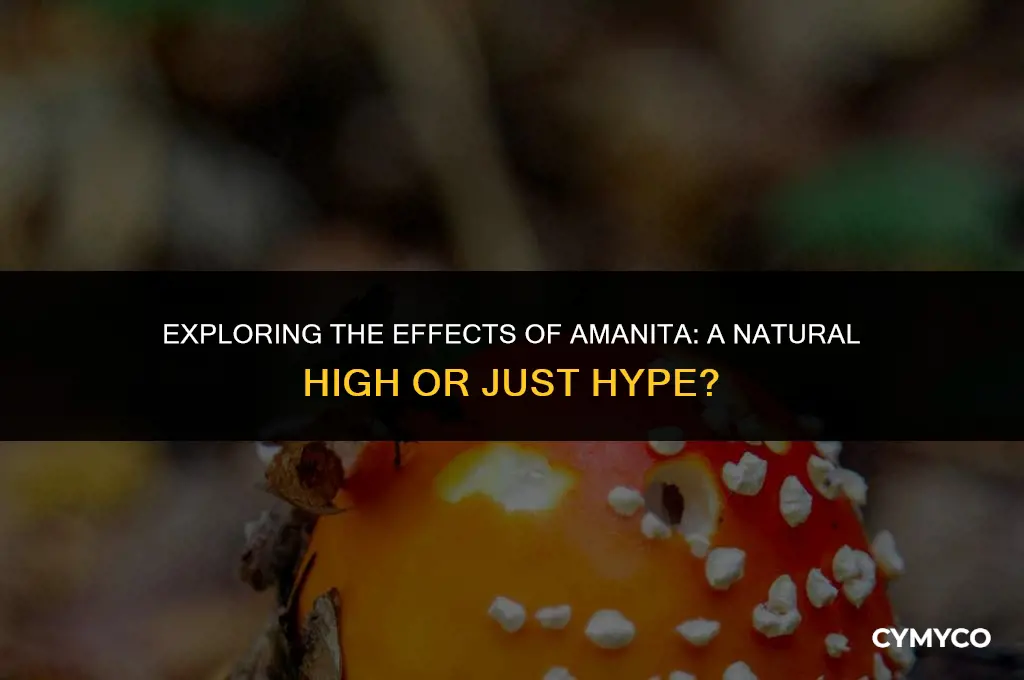 does amanita get you high