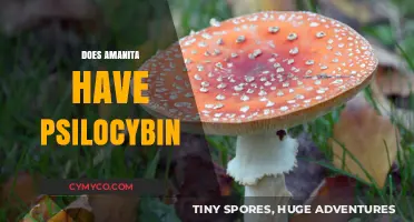 Exploring Amanita: Does This Mushroom Contain Psilocybin?