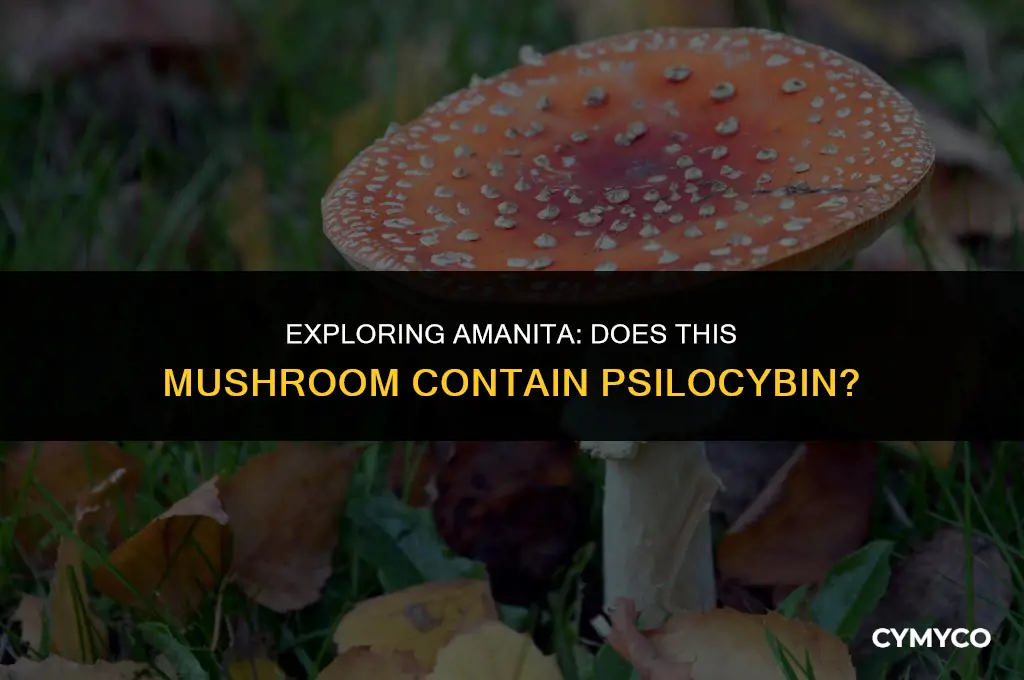 does amanita have psilocybin