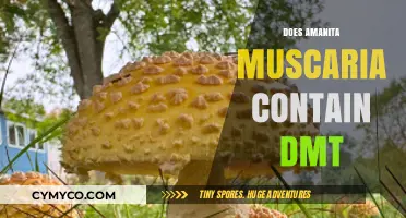 Exploring the Psychedelic Properties of Amanita Muscaria: DMT Content Unveiled