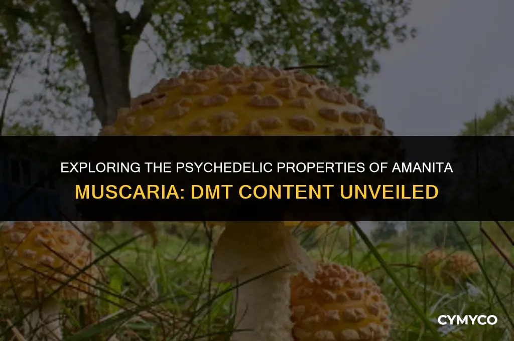 does amanita muscaria contain dmt