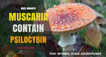 Exploring the Psychedelic Properties of Amanita Muscaria: A Comprehensive Guide