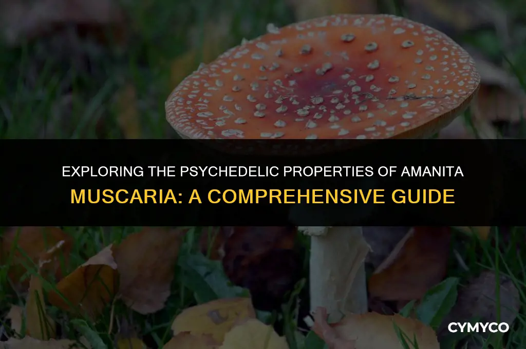does amanita muscaria contain psilocybin