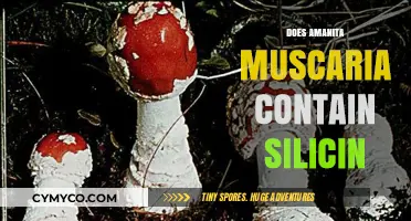 Exploring the Chemical Composition of Amanita Muscaria: Silicin Presence Debated