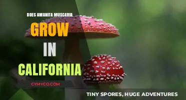 Exploring the Golden State: Does Amanita Muscaria Thrive in California?