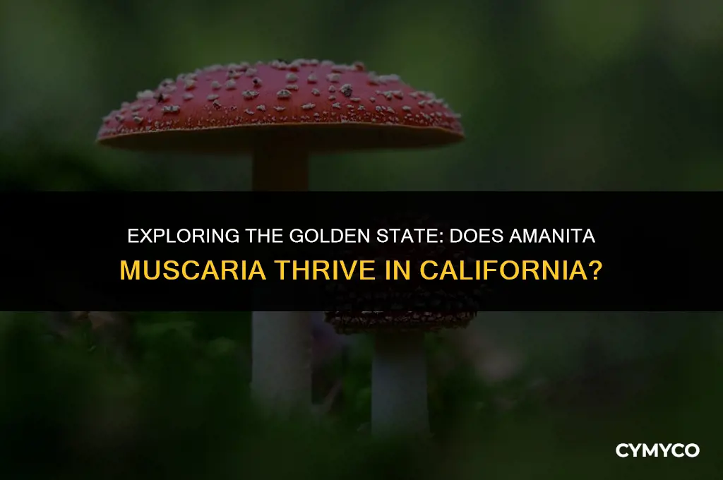 does amanita muscaria grow in california