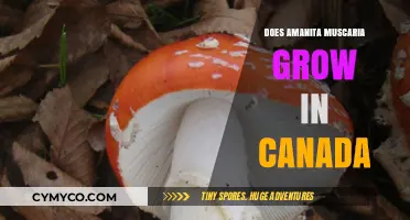 Exploring Amanita Muscaria's Habitat: Does It Thrive in Canada?