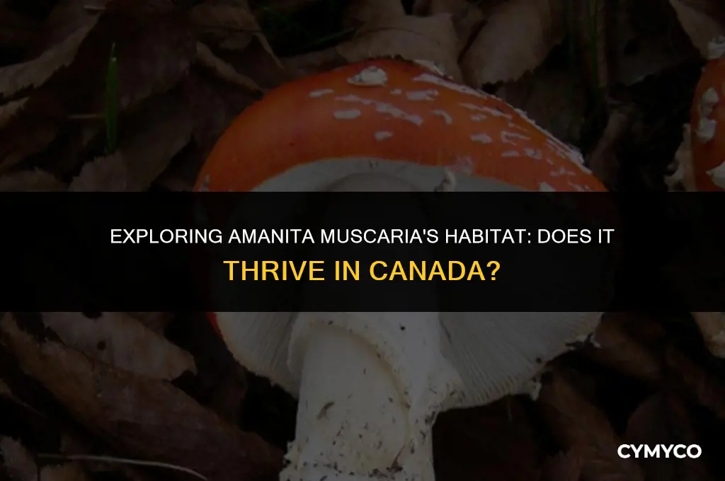 does amanita muscaria grow in canada