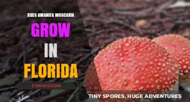 Exploring Amanita Muscaria's Habitat: Does It Thrive in Florida?