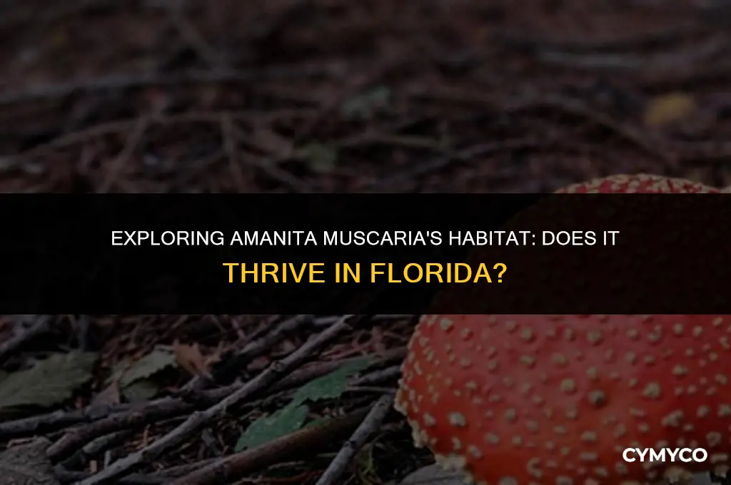 does amanita muscaria grow in florida