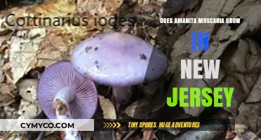 Exploring the Presence of Amanita Muscaria in New Jersey's Ecosystem