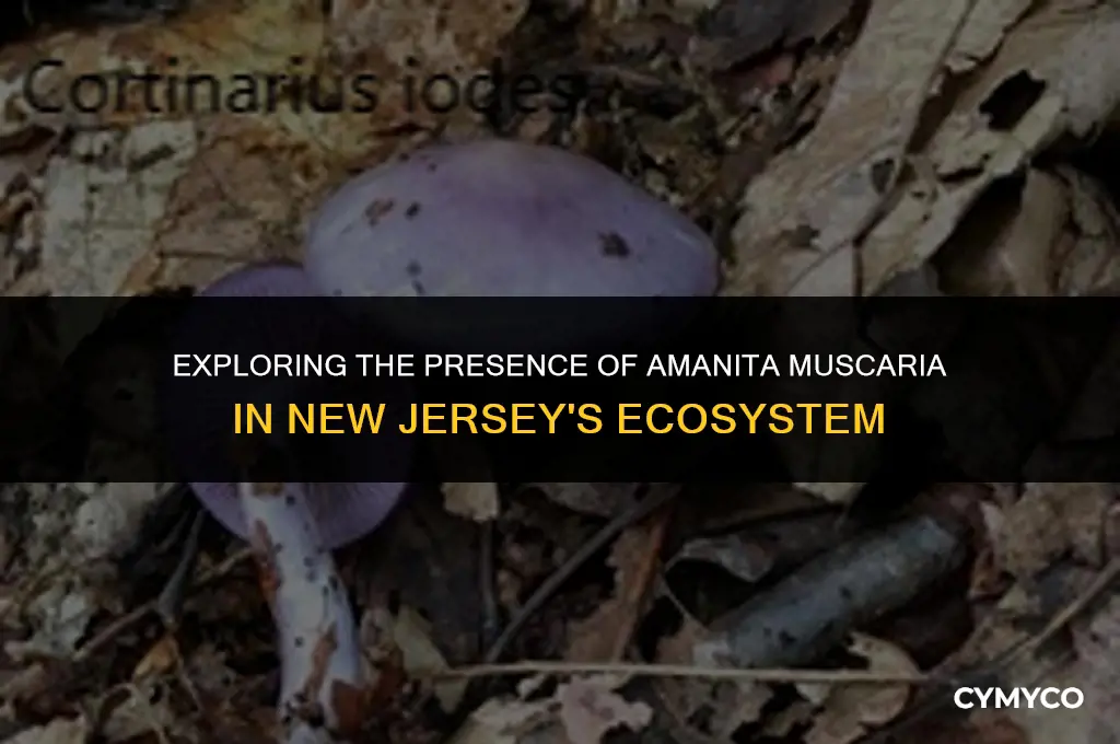 does amanita muscaria grow in new jersey