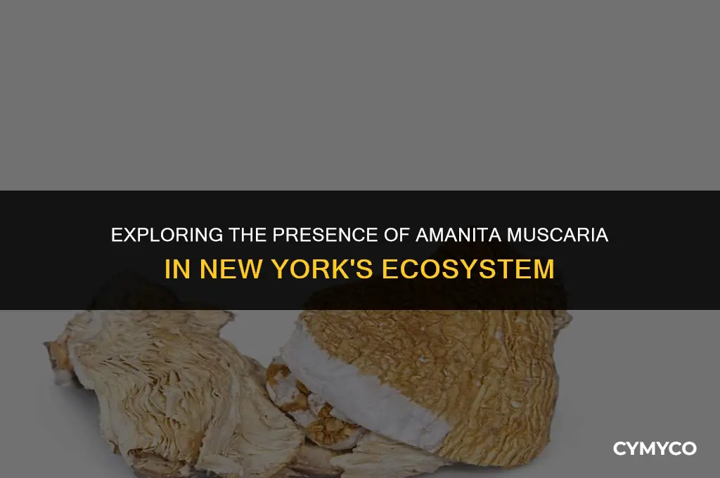 does amanita muscaria grow in new york