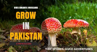 Exploring the Presence of Amanita Muscaria in Pakistan's Diverse Ecosystems