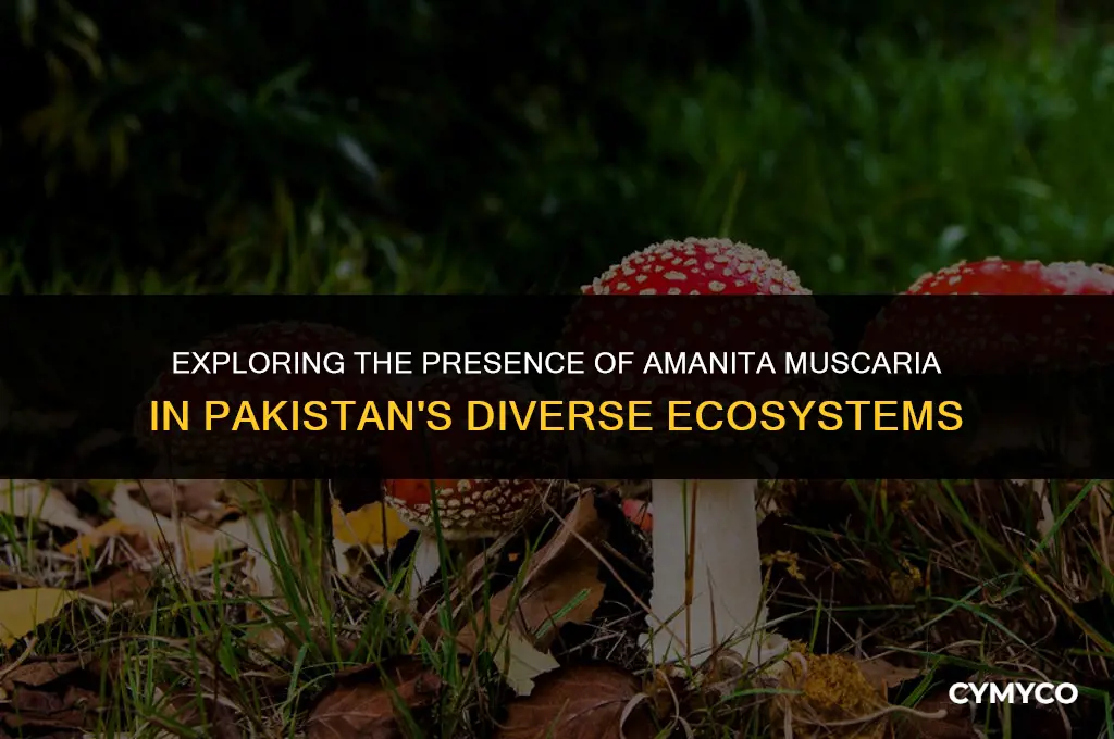 does amanita muscaria grow in pakistan