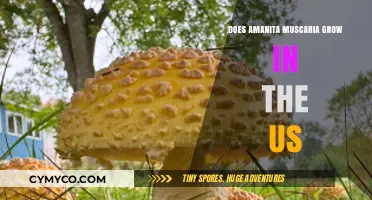 Exploring Amanita Muscaria's Presence in US Ecosystems