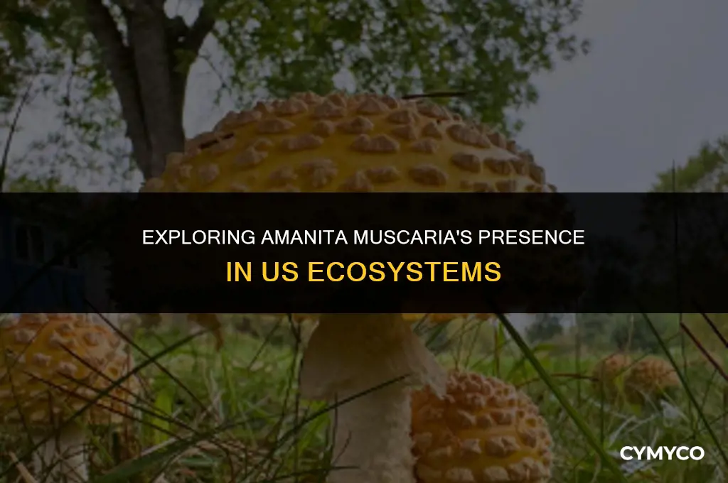 does amanita muscaria grow in the us