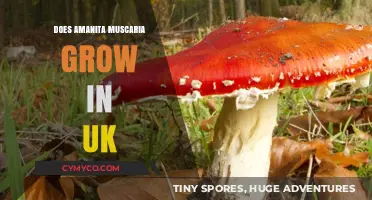 Exploring the UK's Forests: Amanita Muscaria's Presence Revealed