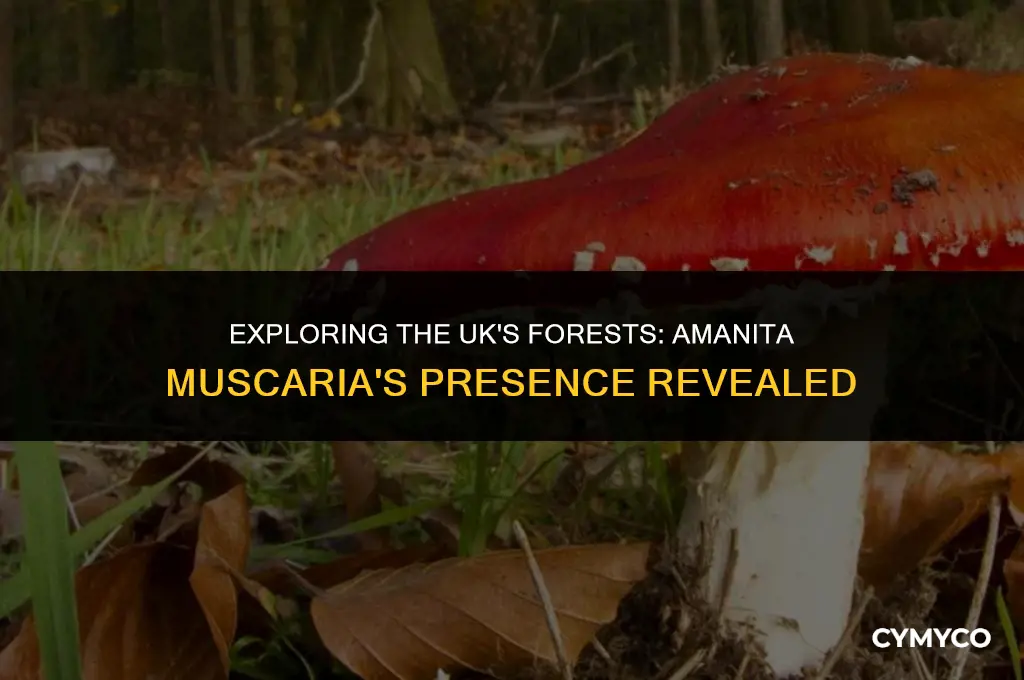 does amanita muscaria grow in uk