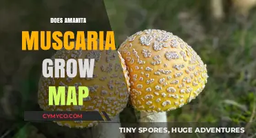 Exploring the Global Habitat of Amanita Muscaria: A Comprehensive Guide