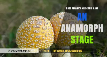 Exploring the Life Cycle: Amanita Muscaria's Anamorph Stage Unveiled