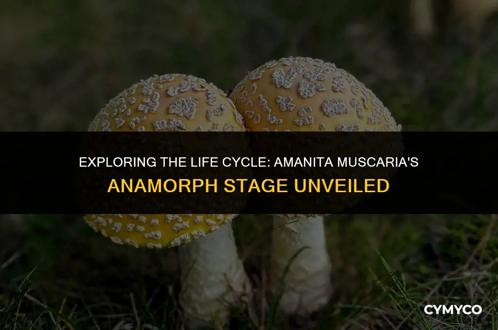 does amanita muscaria have an anamorph stage