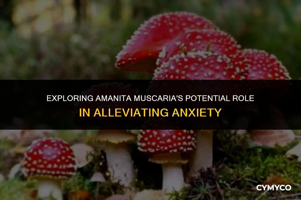 does amanita muscaria help with anxiety