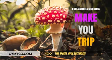 Exploring the Psychedelic Effects of Amanita Muscaria: A Journey Through the Mind