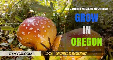 Exploring Oregon's Forests: Amanita Muscaria Mushrooms and Their Habitat
