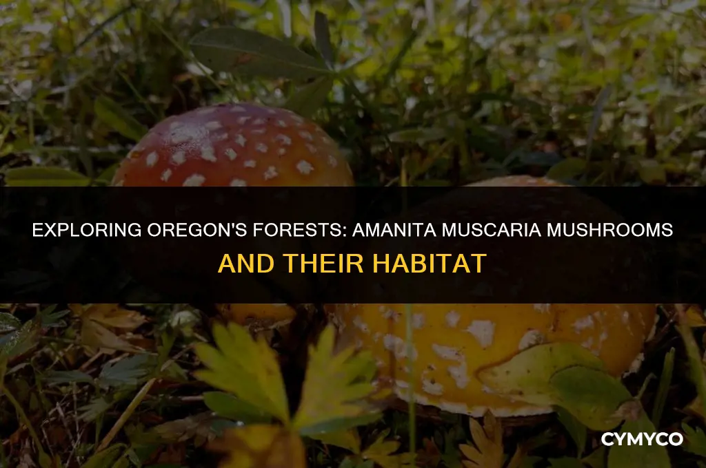 does amanita muscaria mushrooms grow in oregon