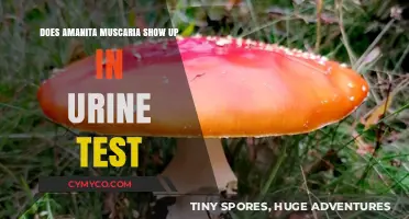 Exploring Amanita Muscaria's Presence in Urine Tests: Facts and Myths