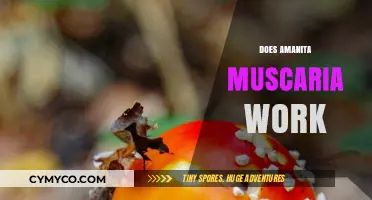 Exploring the Effects of Amanita Muscaria: A Comprehensive Guide